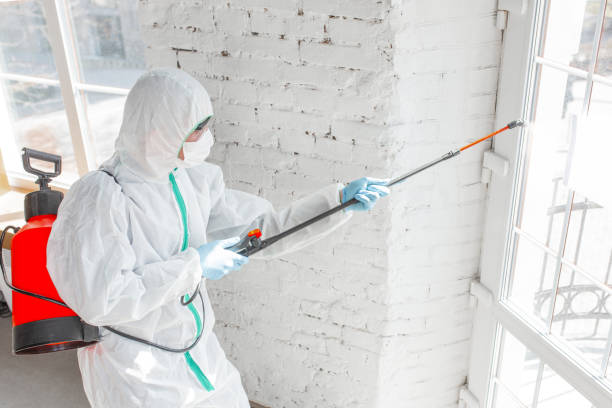 Best Emergency Mold Remediation in USA